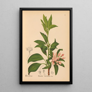 Charles Frederick Millspaugh - Medicinal Plants Pl034.webp