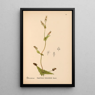 Charles Frederick Millspaugh - Medicinal Plants Pl038.webp