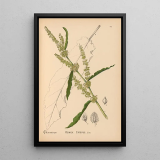 Charles Frederick Millspaugh - Medicinal Plants Pl039.webp