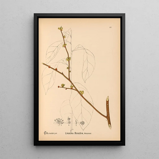Charles Frederick Millspaugh - Medicinal Plants Pl041.webp