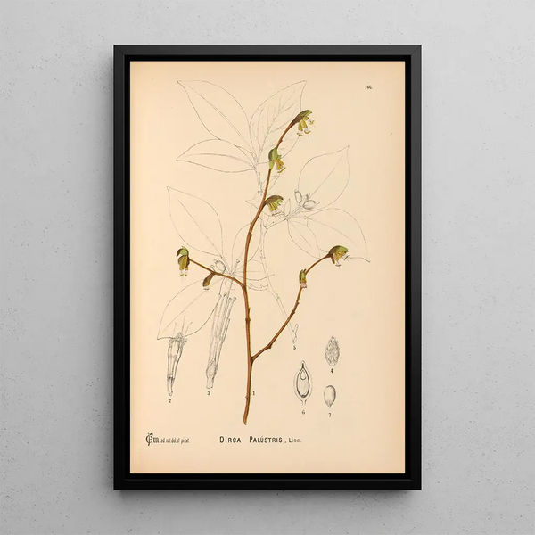 Charles Frederick Millspaugh - Medicinal Plants Pl042.webp