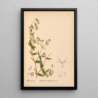 Charles Frederick Millspaugh - Medicinal Plants Pl043.webp