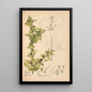 Charles Frederick Millspaugh - Medicinal Plants Pl047.webp
