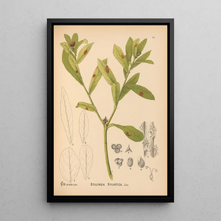 Charles Frederick Millspaugh - Medicinal Plants Pl048.webp
