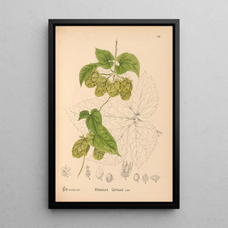 Charles Frederick Millspaugh - Medicinal Plants Pl052.webp