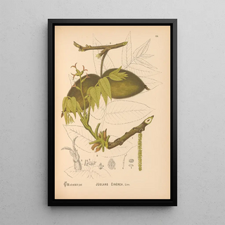 Charles Frederick Millspaugh - Medicinal Plants Pl053.webp