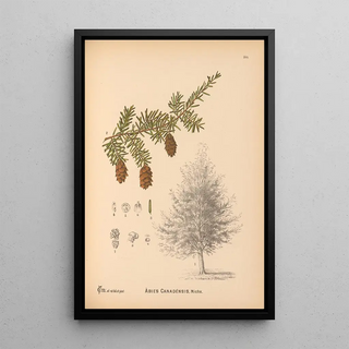Charles Frederick Millspaugh - Medicinal Plants Pl062.webp