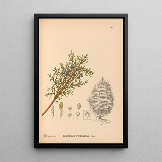 Charles Frederick Millspaugh - Medicinal Plants Pl064.webp