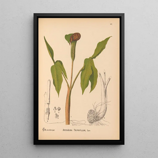 Charles Frederick Millspaugh - Medicinal Plants Pl065.webp
