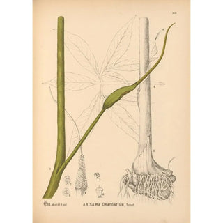Charles Frederick Millspaugh - Medicinal Plants Pl067.webp
