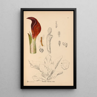 Charles Frederick Millspaugh - Medicinal Plants Pl068.webp