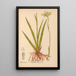 Charles Frederick Millspaugh - Medicinal Plants Pl070.webp