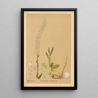 Charles Frederick Millspaugh - Medicinal Plants Pl076.webp