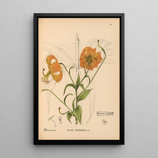 Charles Frederick Millspaugh - Medicinal Plants Pl078.webp