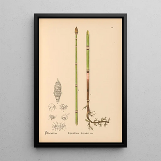 Charles Frederick Millspaugh - Medicinal Plants Pl079.webp