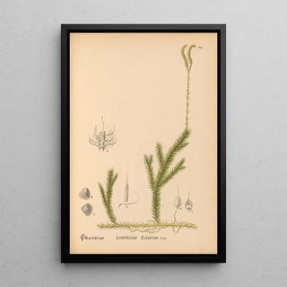 Charles Frederick Millspaugh - Medicinal Plants Pl080.webp