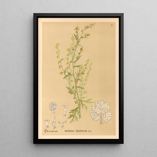 Charles Frederick Millspaugh - Medicinal Plants Pl082.webp