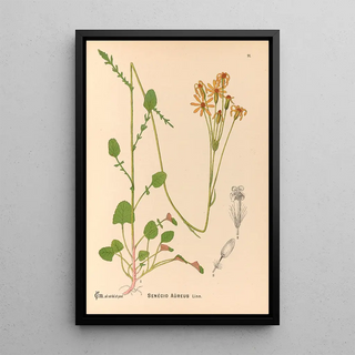 Charles Frederick Millspaugh - Medicinal Plants Pl085.webp