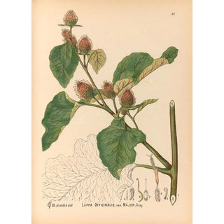 Charles Frederick Millspaugh - Medicinal Plants Pl086.webp