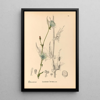 Charles Frederick Millspaugh - Medicinal Plants Pl087.webp