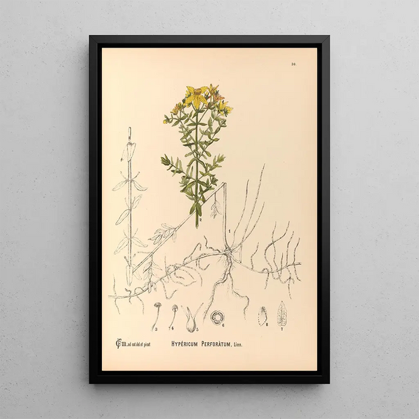 Charles Frederick Millspaugh - Medicinal Plants Pl123.webp