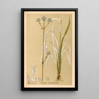 Charles Frederick Millspaugh - Medicinal Plants Pl155.webp