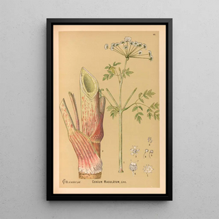 Charles Frederick Millspaugh - Medicinal Plants Pl161.webp