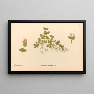 Charles Frederick Millspaugh - Medicinal Plants Pl170.webp