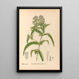 Charles Frederick Millspaugh - Medicinal Plants Pl172.webp