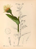 Kasviperäiset lääkekasvit Pl. 174 - Charles Frederick Millspaugh — näkymä teoksesta