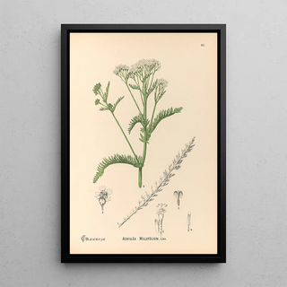 Charles Frederick Millspaugh - Medicinal Plants Pl178.webp