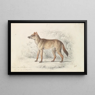 Charles Hamilton Smith - Aguara Dog of the Woods.webp