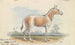 Asinus Onager Cheval - Charles Hamilton Smith — näkymä teoksesta