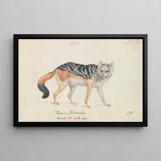 Charles Hamilton Smith - Blackbacked Jackal.webp