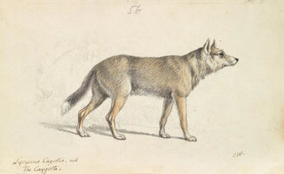 Charles Hamilton Smith - Coyote of Mexico.webp