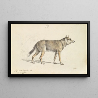 Charles Hamilton Smith - Coyote of Mexico.webp