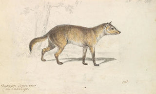 Charles Hamilton Smith - Crabodago Aguara Fox.webp