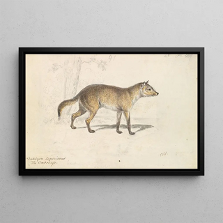 Charles Hamilton Smith - Crabodago Aguara Fox.webp