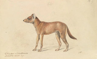Charles Hamilton Smith - Dhole of Sumatra.webp