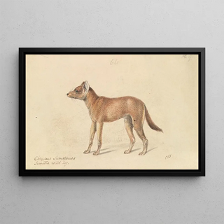 Charles Hamilton Smith - Dhole of Sumatra.webp