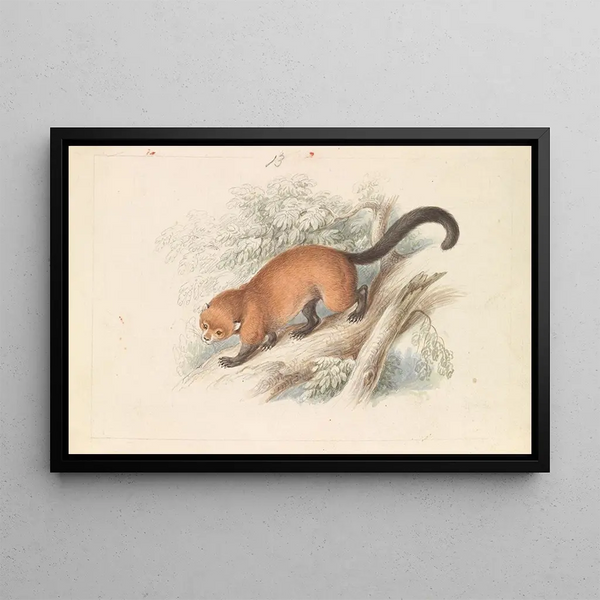Charles Hamilton Smith - Eira Ferruginea Gulo Castaneus Griffiths Cuvier.webp