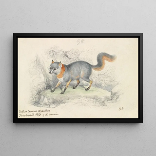 Charles Hamilton Smith - Gray Fox.webp