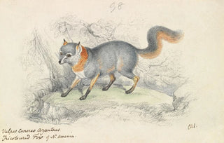 Charles Hamilton Smith - Gray Fox.webp