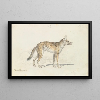 Charles Hamilton Smith - Painted Thous Dog.webp