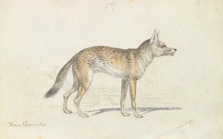 Charles Hamilton Smith - Painted Thous Dog.webp