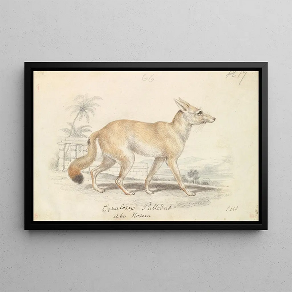 Charles Hamilton Smith - Pale Dog Fox.webp