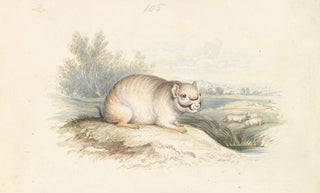 Charles Hamilton Smith - Plains Viscacha.webp