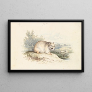 Charles Hamilton Smith - Plains Viscacha.webp