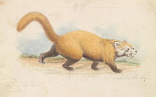 Charles Hamilton Smith - Red Panda.webp