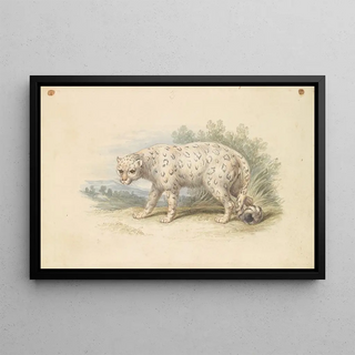 Charles Hamilton Smith - Snow Leopard.webp
